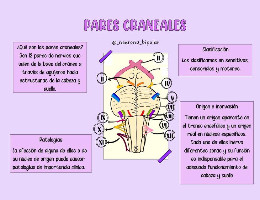 Pares Craneales 