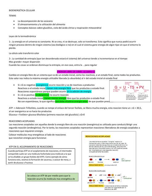 Bioenergética Celular