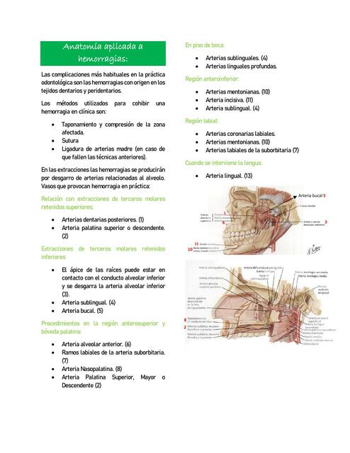 Anatomía Aplicada a Hemorragias