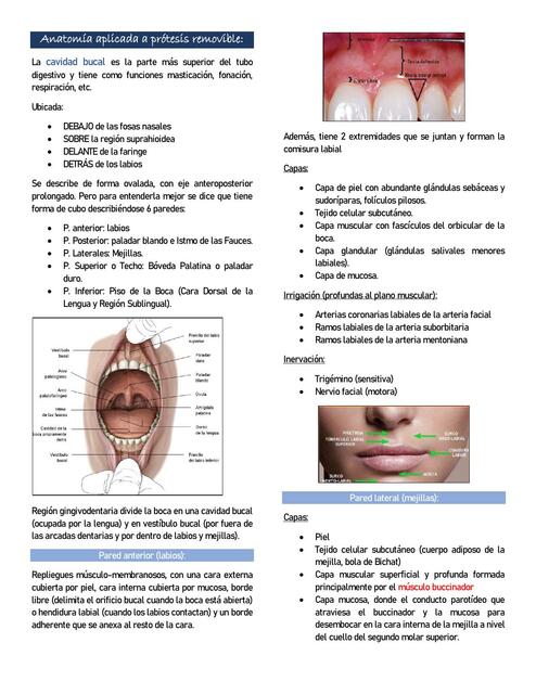 Anatomía Aplicada a Prótesis Removible