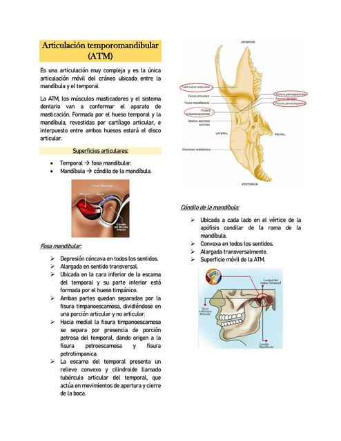 Articulación Temporomandibular 