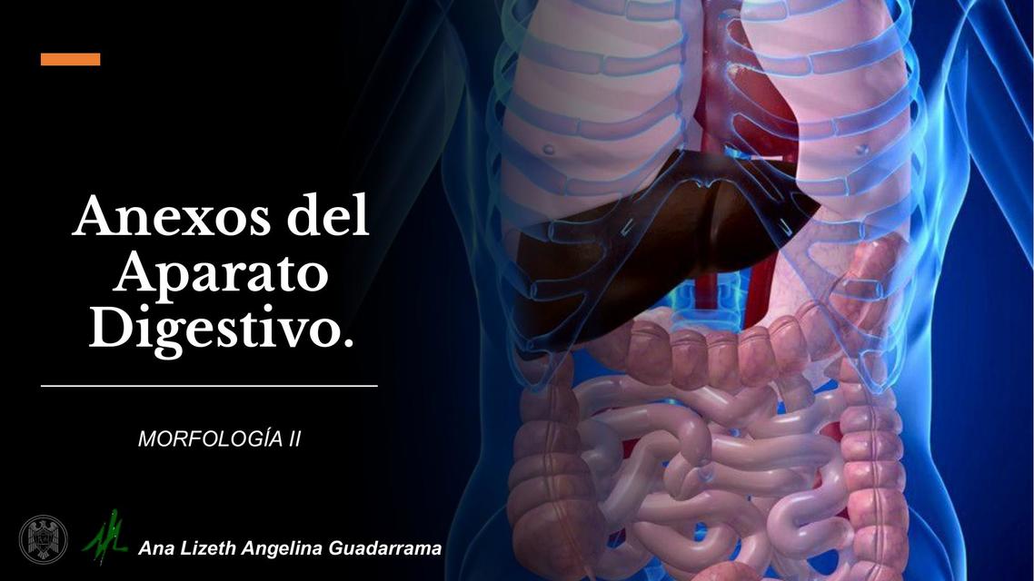 Anatomia del Aparato Digestivo- Parte 2 (Anexos)