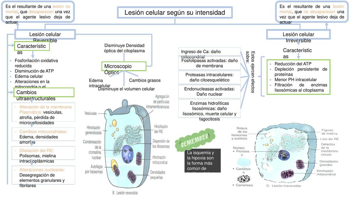 Lesión Celular según su Intensidad 