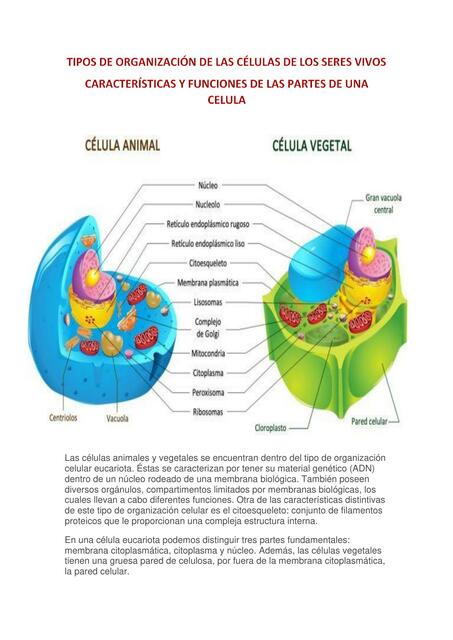 La Célula y sus Partes 