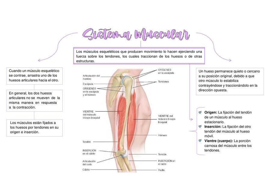 Fijación Muscular - Sistema de Palanca - Disposición de los Fascículos