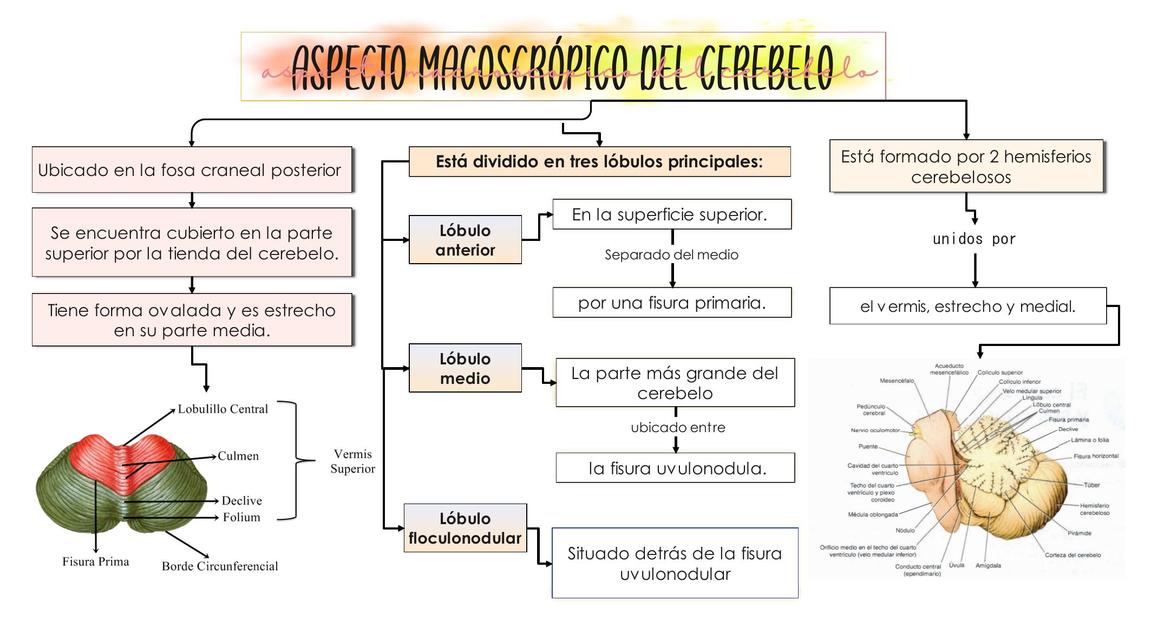 Cerebelo y sus conexiones