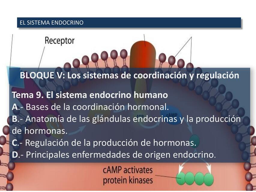 El Sistema Endocrino 