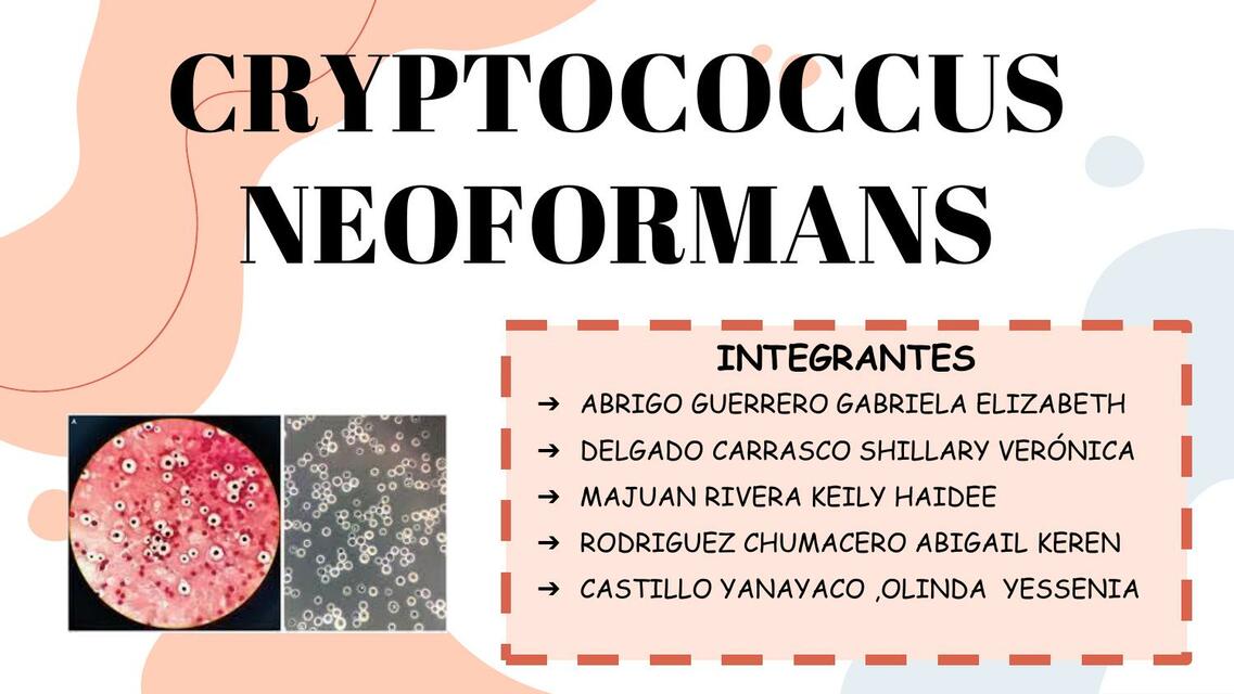 Cryptococcus Neoformans 