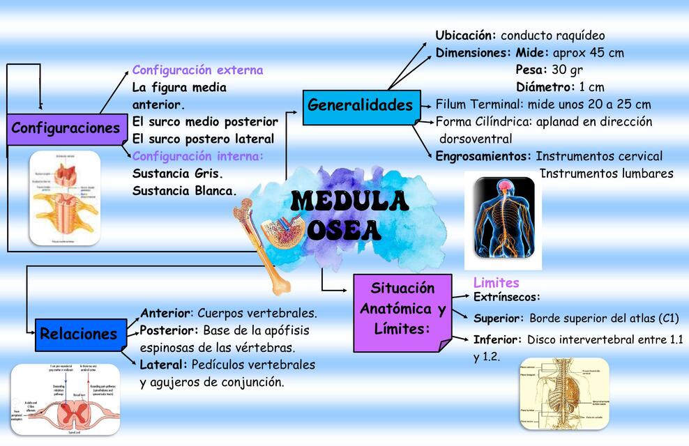 Médula Ósea