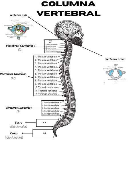 Vértebras Cervicales