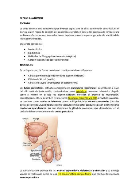 Orquitis Epididiemitis