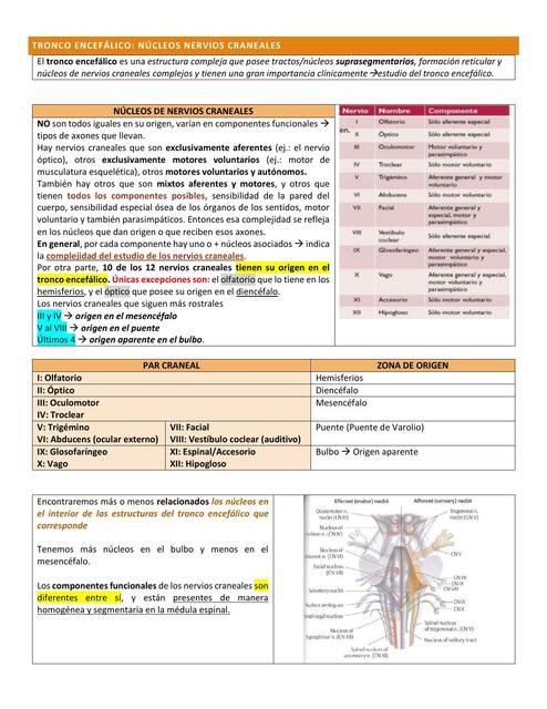 Tronco Encefálico: Núcleos Nervios Craneales 
