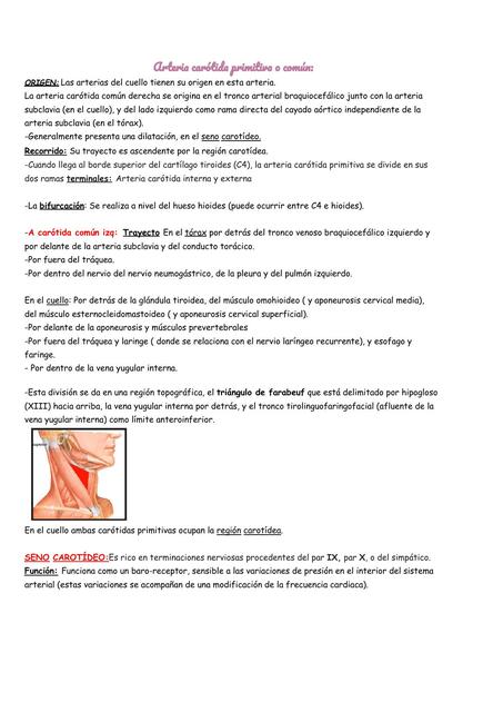 Vascularización Cara y Cuello