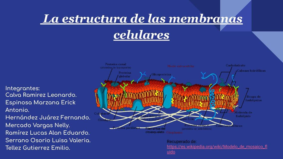 La Estructura de las Células y de las Membranas Celulares 