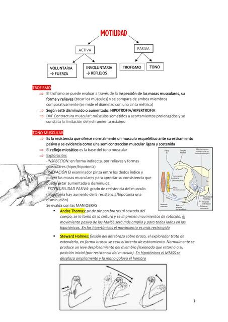 Motilidad