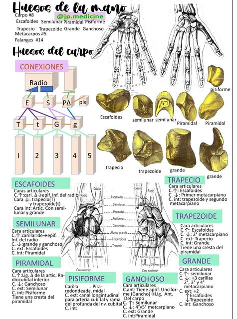 Carpo y Falanges