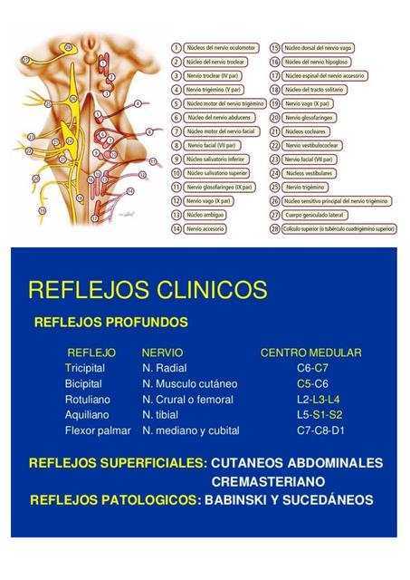 Notas de morfofisiología nerviosa