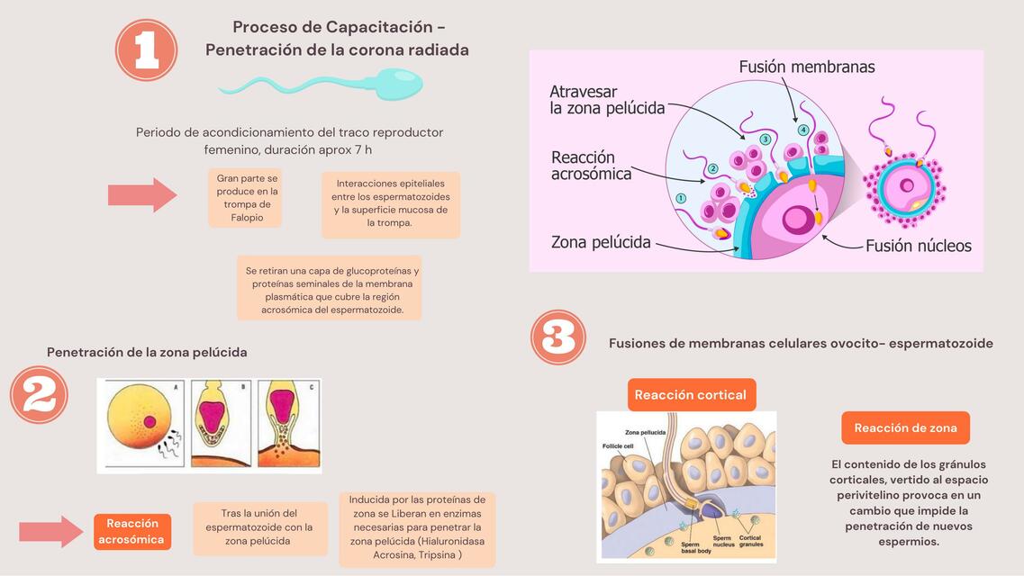 Fecundación 