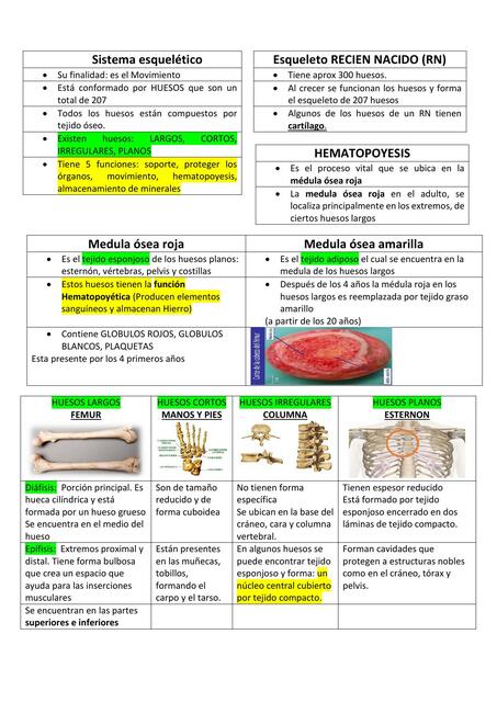 Sistema Esquelético 