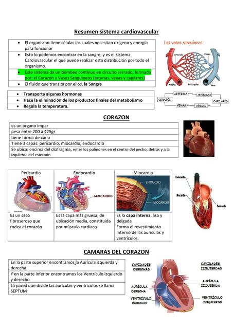 Sistema Cardiovascular