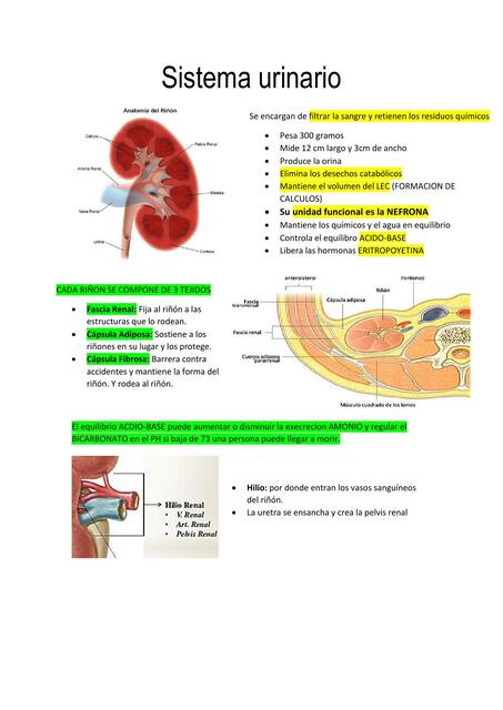 Sistema Urinario 
