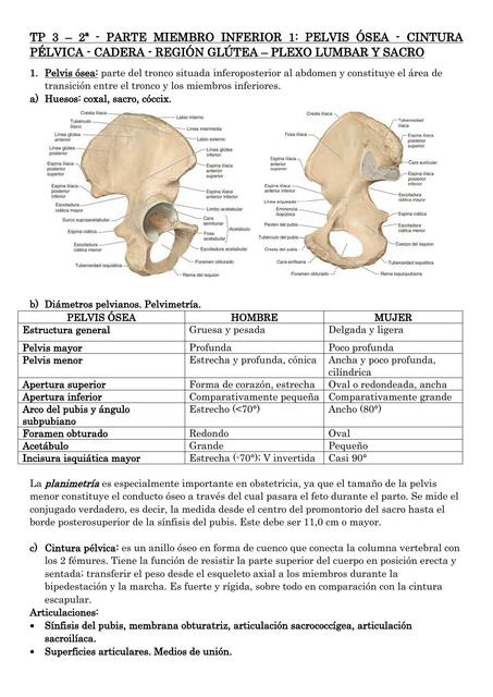 Anatomía de Miembro Inferior 