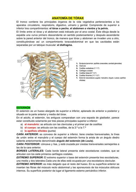 Anatomía de Tórax 