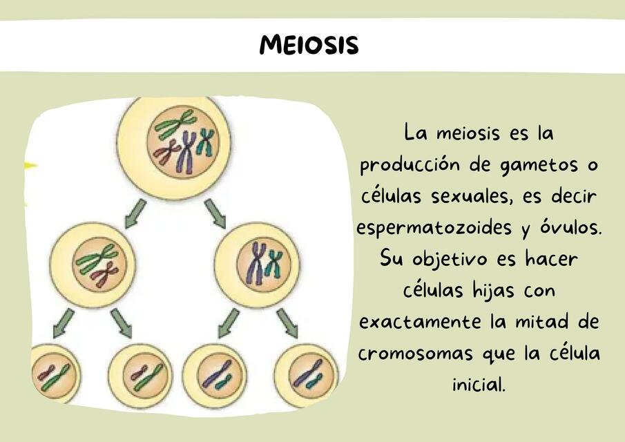 Meiosis 