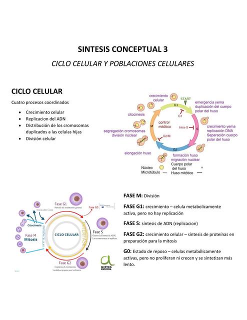 Ciclo celular y poblaciones celulares