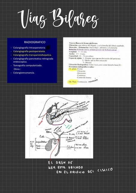 Vías Biliares