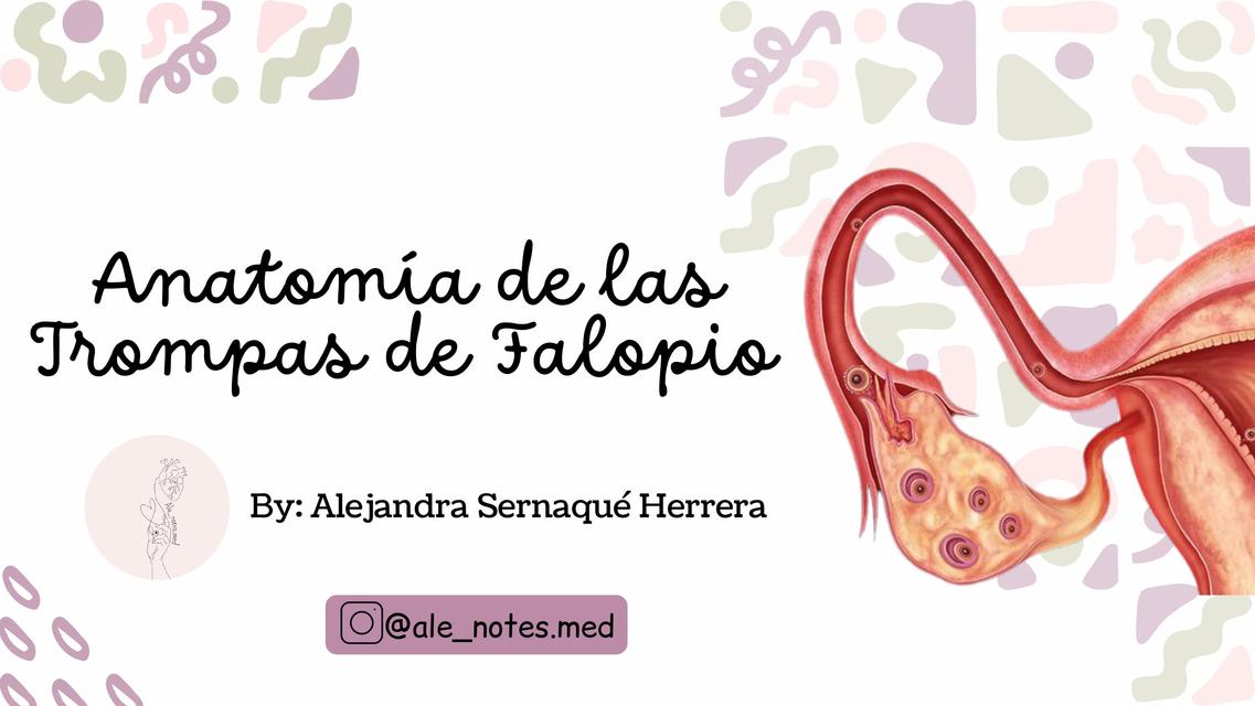 Anatom a De Las Trompas Uterinas tero Wikiwand