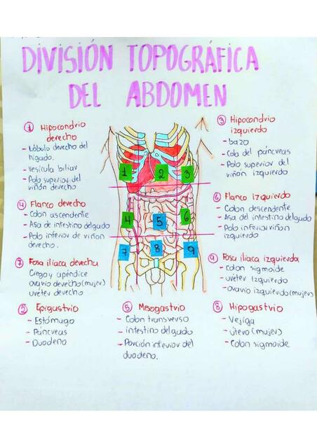 División Topográfica del Abdomen