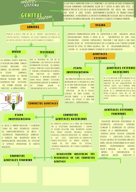 Formación de las Gónadas 