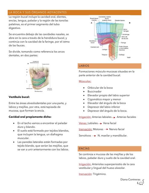 Anatomía de la boca y sus anexos 