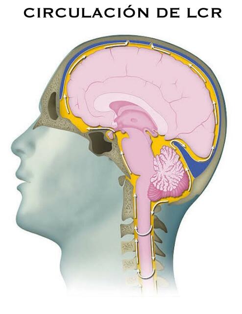 Circulación del Líquido Cefalorraquídeo 