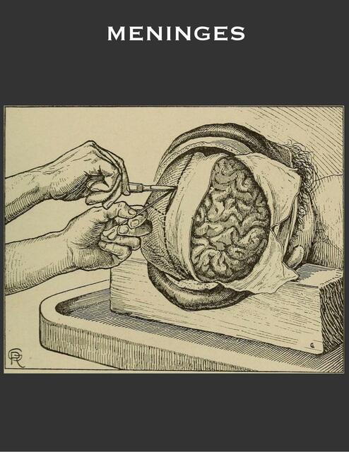 Meninges