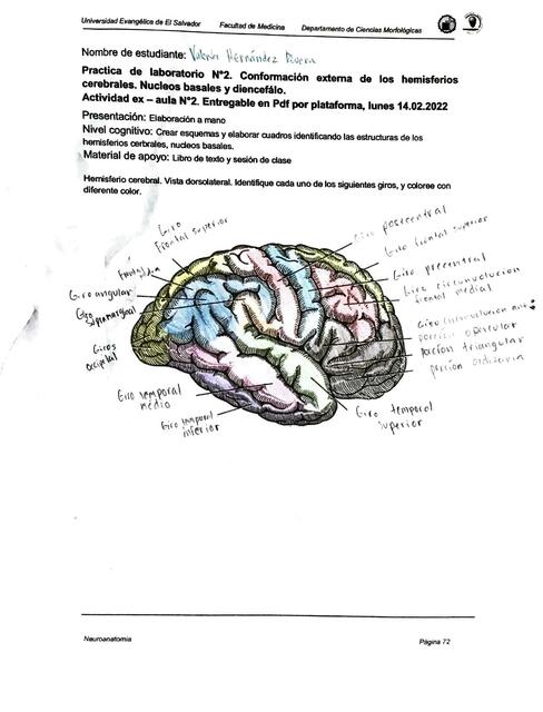 Neuroanatomía Manual 2