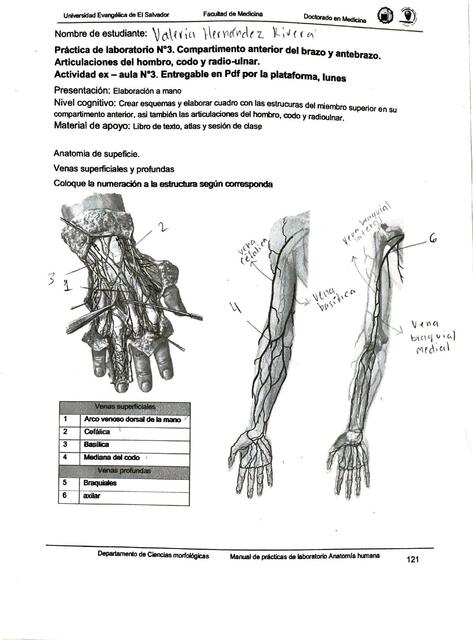 Anatomía Lab 3