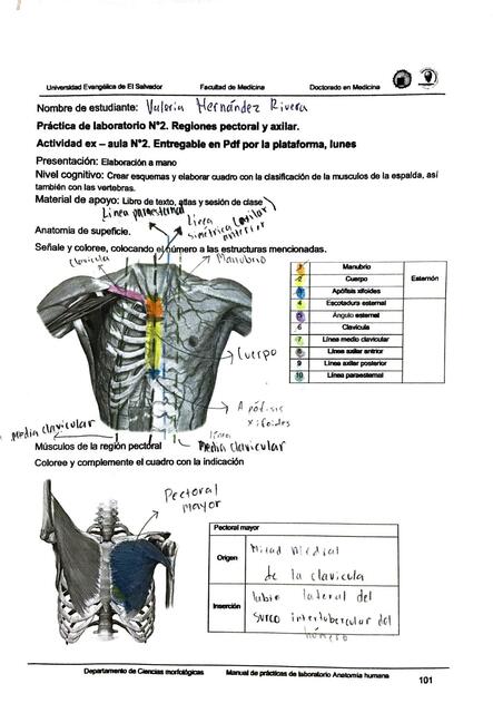 Anatomía Manual 2