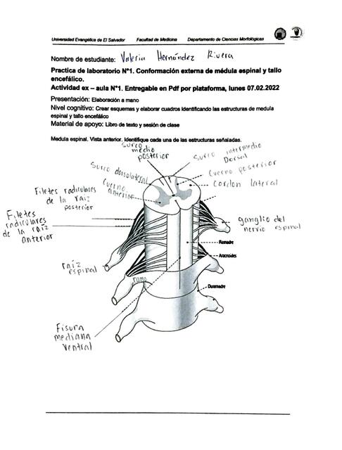 Lab Guía Neuro 1