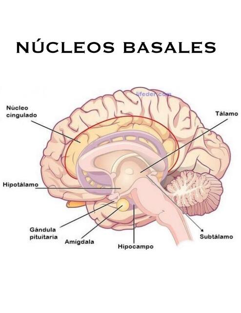 Nucleos Basales 