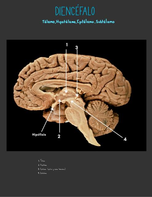 Diencéfalo 
