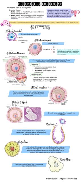 Desarrollo Folicular