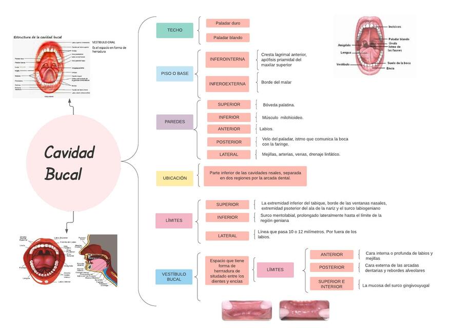 Cavidad bucal