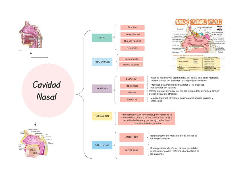 Cavidad nasal