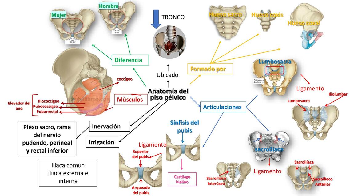 Anatomía del Piso Pélvico 