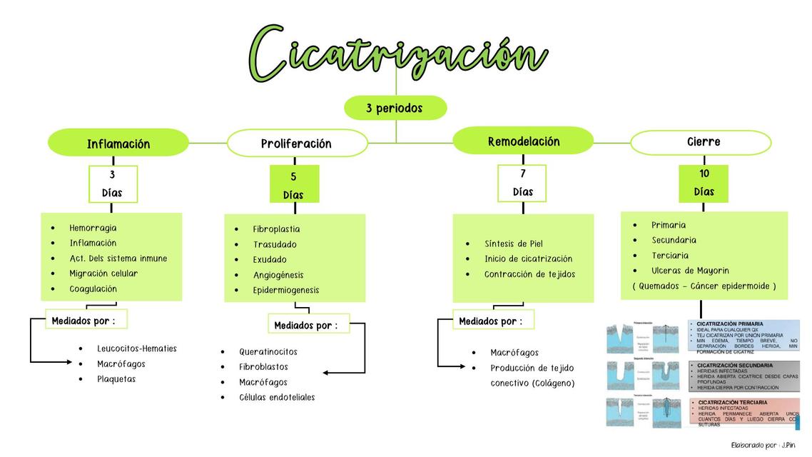 Cicatrización Clase de Cirugía 