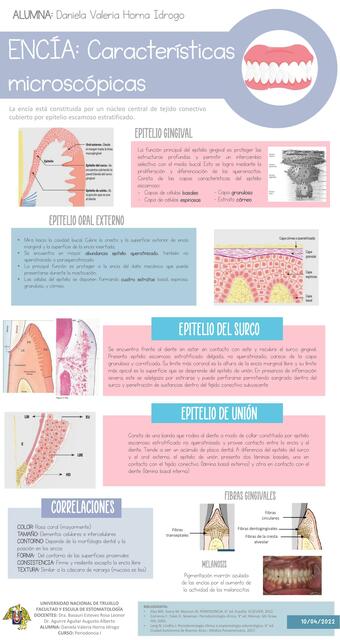 Encía: Características Microscópicas 