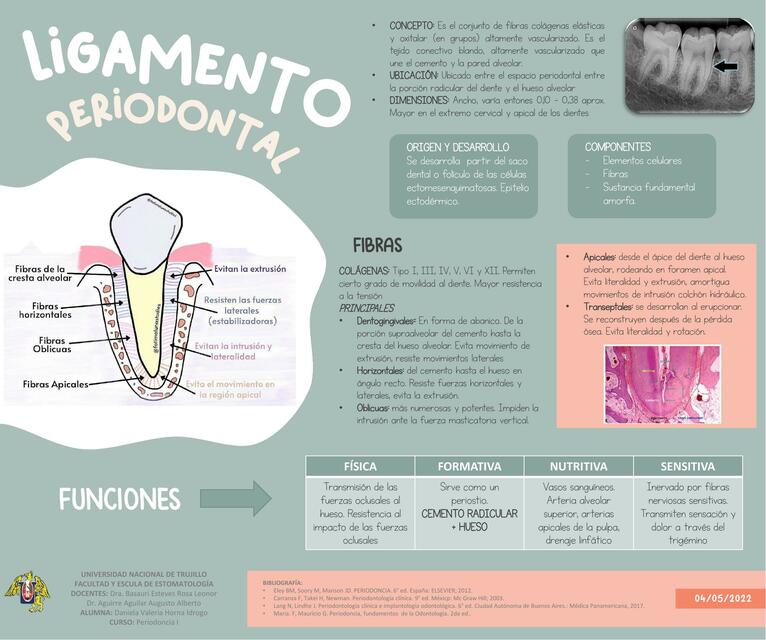 Ligamento Periodontal 