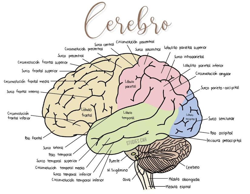 Cerebro